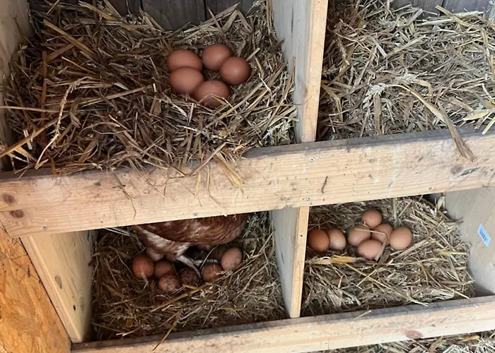 Апартаменты Segeln Und Angeln *